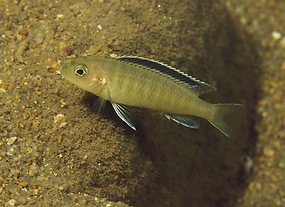 Tropheops sp. 'red fin' Ndonga